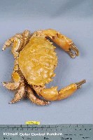 燦爛滑面蟹藏品圖，第5張